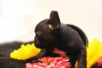 Donovan, a male French Bulldog for sale in Ash Grove, MO – 6 of 10