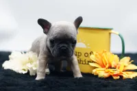 Titus, a male French Bulldog for sale in Ash Grove, MO – 5 of 10
