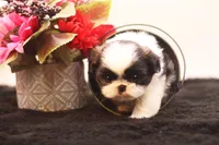 Demi, a female Shih Tzu for sale in Ash Grove, MO – 7 of 10