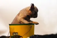 Chico, a male French Bulldog for sale in Ash Grove, MO – 2 of 10