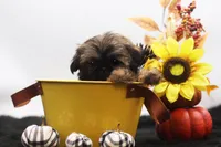 Diesel, a male Shih Tzu for sale in Ash Grove, MO – 10 of 10