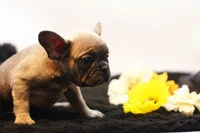 Chico, a male French Bulldog for sale in Ash Grove, MO – 6 of 10