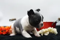 Rover, a male Frenchton for sale in Ash Grove, MO – 7 of 10
