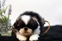 Duke, a male Shih Tzu for sale in Ash Grove, MO – 3 of 10