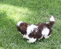 Bobbie, a male Shih Tzu for sale in Ash Grove, MO – 7 of 9