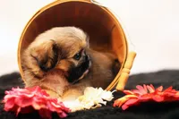 Roy, a male Shih Tzu for sale in Ash Grove, MO – 6 of 10