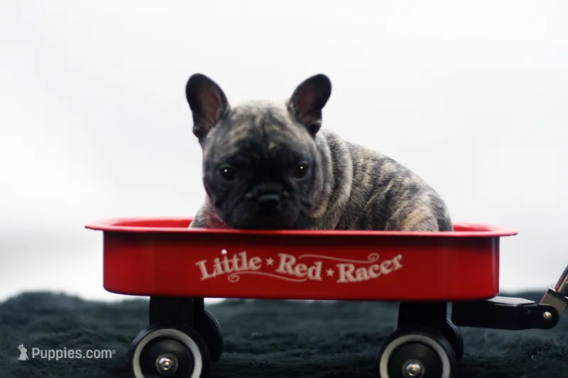 Poochie – Frenchton puppy for sale in Ash Grove, MO