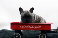 Poochie, a male Frenchton for sale in Ash Grove, MO – 1 of 10