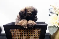 Duke, a male Shih Tzu for sale in Ash Grove, MO – 2 of 10