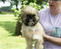 Roy, a male Shih Tzu for sale in Ash Grove, MO – 4 of 10