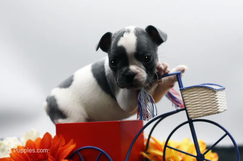 Reggie – Frenchton puppy for sale in Ash Grove, MO