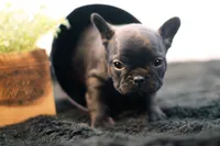 Duchess, a female French Bulldog for sale in Ash Grove, MO – 7 of 10