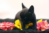 Donovan, a male French Bulldog for sale in Ash Grove, MO – 5 of 10