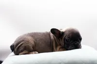 Cedar, a male French Bulldog for sale in Ash Grove, MO – 9 of 10