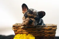 Dallas, a male French Bulldog for sale in Ash Grove, MO – 2 of 10