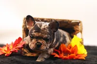 Dallas, a male French Bulldog for sale in Ash Grove, MO – 4 of 10