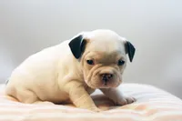 Mars, a female French Bulldog for sale in Ash Grove, MO – 9 of 10