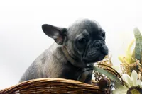 Cisco, a male French Bulldog for sale in Ash Grove, MO – 10 of 10