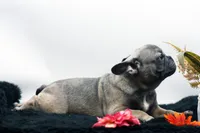 Cisco, a male French Bulldog for sale in Ash Grove, MO – 7 of 10