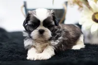 Benji, a male Shih Tzu for sale in Ash Grove, MO – 10 of 10