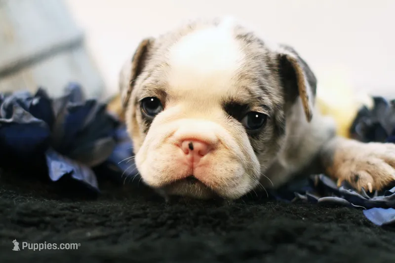 Mercury – French Bulldog puppy for sale in Ash Grove, MO