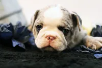 Mercury, a male French Bulldog for sale in Ash Grove, MO – 1 of 10