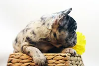 Dallas, a male French Bulldog for sale in Ash Grove, MO – 10 of 10