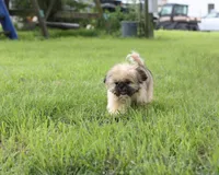 Roy, a male Shih Tzu for sale in Ash Grove, MO – 6 of 10