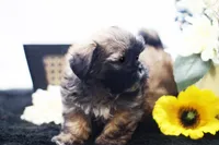 Duke, a male Shih Tzu for sale in Ash Grove, MO – 8 of 10