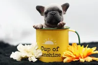 Titus, a male French Bulldog for sale in Ash Grove, MO – 3 of 10