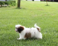 Duffy, a male Shih Tzu for sale in Ash Grove, MO – 8 of 10