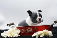 Rover, a male Frenchton for sale in Ash Grove, MO – 4 of 10