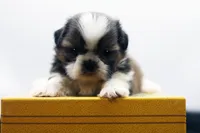 Bear, a male Shih Tzu for sale in Ash Grove, MO – 7 of 10