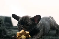 Dana, a female French Bulldog for sale in Ash Grove, MO – 9 of 10