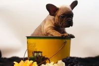 Chico, a male French Bulldog for sale in Ash Grove, MO – 3 of 10