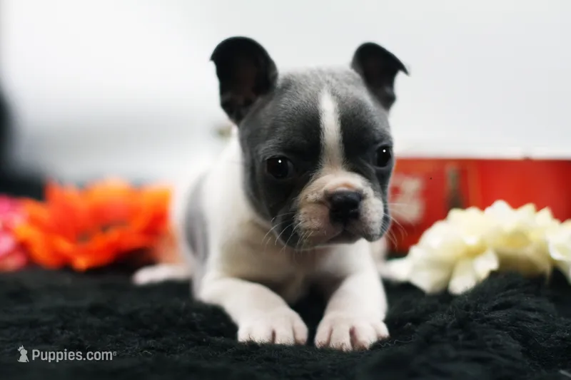 Rover – Frenchton puppy for sale in Ash Grove, MO