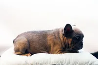 Chico, a male French Bulldog for sale in Ash Grove, MO – 7 of 10