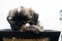 Duke, a male Shih Tzu for sale in Ash Grove, MO – 5 of 10