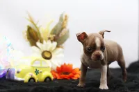 Doug, a male Boston Terrier for sale in Ash Grove, MO – 3 of 10