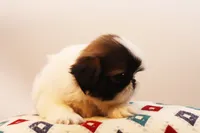 Duffy, a male Shih Tzu for sale in Ash Grove, MO – 7 of 10
