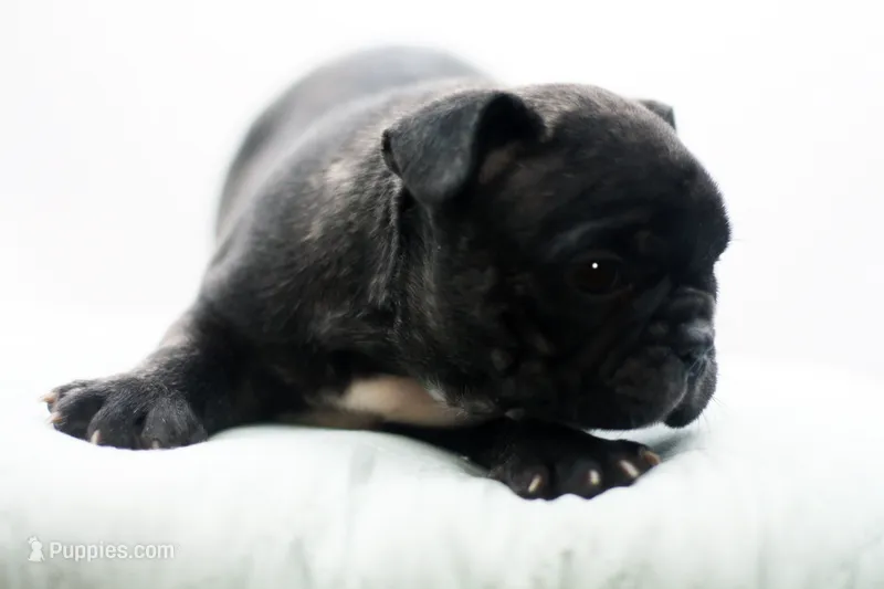 Porkie – Frenchton puppy for sale in Ash Grove, MO