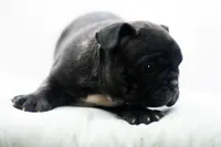 Porkie, a male Frenchton for sale in Ash Grove, MO – 1 of 10
