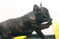 Dana, a female French Bulldog for sale in Ash Grove, MO – 8 of 10