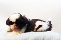 Bobbie, a male Shih Tzu for sale in Ash Grove, MO – 10 of 10