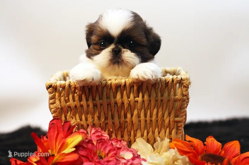 Doc – Shih Tzu puppy for sale in Ash Grove, MO