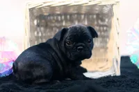 Dana, a female French Bulldog for sale in Ash Grove, MO – 4 of 10