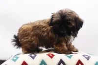 Diesel, a male Shih Tzu for sale in Ash Grove, MO – 6 of 10