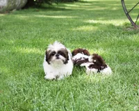 Doc, a male Shih Tzu for sale in Ash Grove, MO – 9 of 9