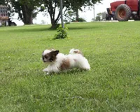 Duffy, a male Shih Tzu for sale in Ash Grove, MO – 9 of 10
