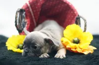 Cedar, a male French Bulldog for sale in Ash Grove, MO – 5 of 10